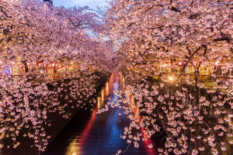 È l’ora dell’hanami: in Giappone fiorisce la tradizione 🟢🟢🟢