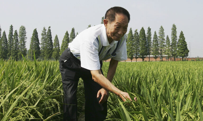 Yuan Longping: the developer of hybrid rice